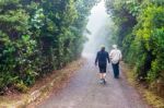 People Walking In Footpath Thru Rainforest In Costa Rica Stock Photo