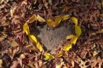 Autumn Leaves In Heart Shape In Natural Yellow Red Orange Color On Ground Stock Photo