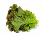 Lettuce Isolated On White Background Stock Photo