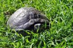 Closeup View Of A Ground Turtle Stock Photo