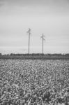 Cotton Field In The Countryside Stock Photo