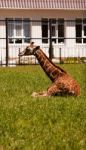 Giraffe In City Zoo Stock Photo