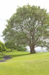 Trees On The Golf Course Stock Photo