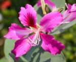 Purple Bauhinia Flower Stock Photo