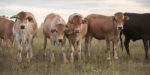 Country Cows Stock Photo