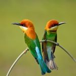 Chestnut-headed Bee-eater Stock Photo