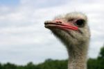 Ostrich Stock Photo