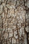 Bark Stock Photo