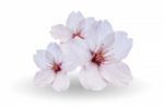 Cherry Blossom, Sakura Flowers Isolated On White Background Stock Photo