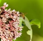 Postcard With A Honeybee Flying Near Flowers Stock Photo