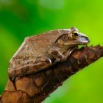 Brown Tree Frog Stock Photo