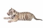 Baby White Tiger Stock Photo