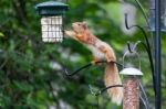 Eurasian Red Squirrel (sciurus Vulgaris) Stock Photo