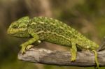 Cute Green Chameleon Stock Photo