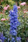 Beautiful Blue Delphiniums On Display At Butchart Gardens Stock Photo