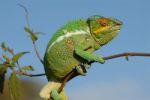 Chameleon  Stock Photo