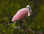 Spoonbill Stock Photo