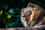 The King Of Anymal Kingdom Relaxing In The Sun Stock Photo