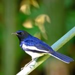 Male Oriental Magpie Robin Stock Photo