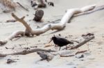 Variable Oystercatcher (haematopus Unicolor) Stock Photo