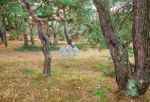 Three Stone Crosses In The Old Cemetery Stock Photo