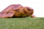 Isolated Turtle Stock Photo