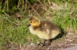 Cute Chick Stock Photo