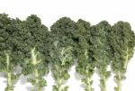 Curly Leaf Kale Stock Photo