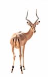 Male Impala Isolated Stock Photo