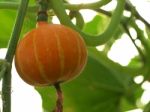 Fancy Pumpkin Stock Photo