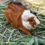 Guinea Pig Stock Photo