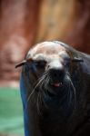 South-african Fur Seal Stock Photo