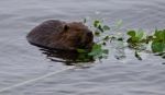 Beautiful Photo With A Beaver Eating Leaves In The Lake Stock Photo