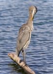 Image Of A Great Blue Heron Cleaning Feathers Stock Photo