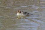 Red-breasted Merganser Female Is Swimming Stock Photo