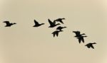 Photo Of A Swarm Of Ducks Flying In The Sky Stock Photo