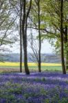 Bluebells In Wepham Wood Stock Photo