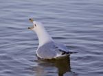 Beautiful Isolated Image With A Gull Screaming In The Lake Stock Photo