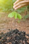 Women Hand Watering Young Plant Stock Photo