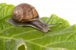 Snail On White Stock Photo