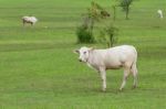 White Cow Stock Photo