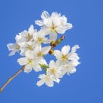 Beautiful Branch Of An Apple Tree With White Blossoms Stock Photo