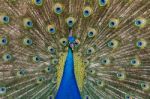 Peacock Bird Showing Off His Beautiful Feathers Stock Photo