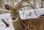 Beautiful Isolated Image With A Wild Deer In The Snowy Forest Stock Photo