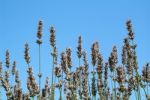 Lavender On A Blue Background Stock Photo