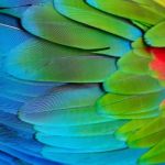 Greenwinged Macaw Feathers Stock Photo