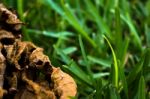 Dead Leaf Lying On Freah Green Grass Stock Photo