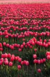 Tulip Farm Stock Photo