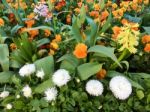 Colourful Bed Of Flowers In East Grinstead Stock Photo