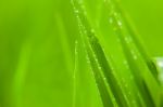 Green Grass Stock Photo